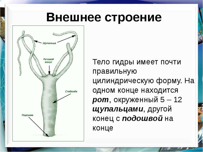 Магазин kraken даркнет